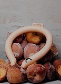frozen_peach_neck_cooler_sumoring-e1720296574860