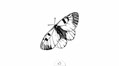 papillon-noir-x5