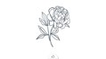pivoine-noire-x5