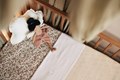 Drap-housse Jersey 60x120cm - Fleurs Retro 1